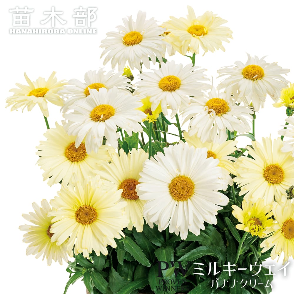 クリサンセマム ミルキーウェイ バナナクリーム 