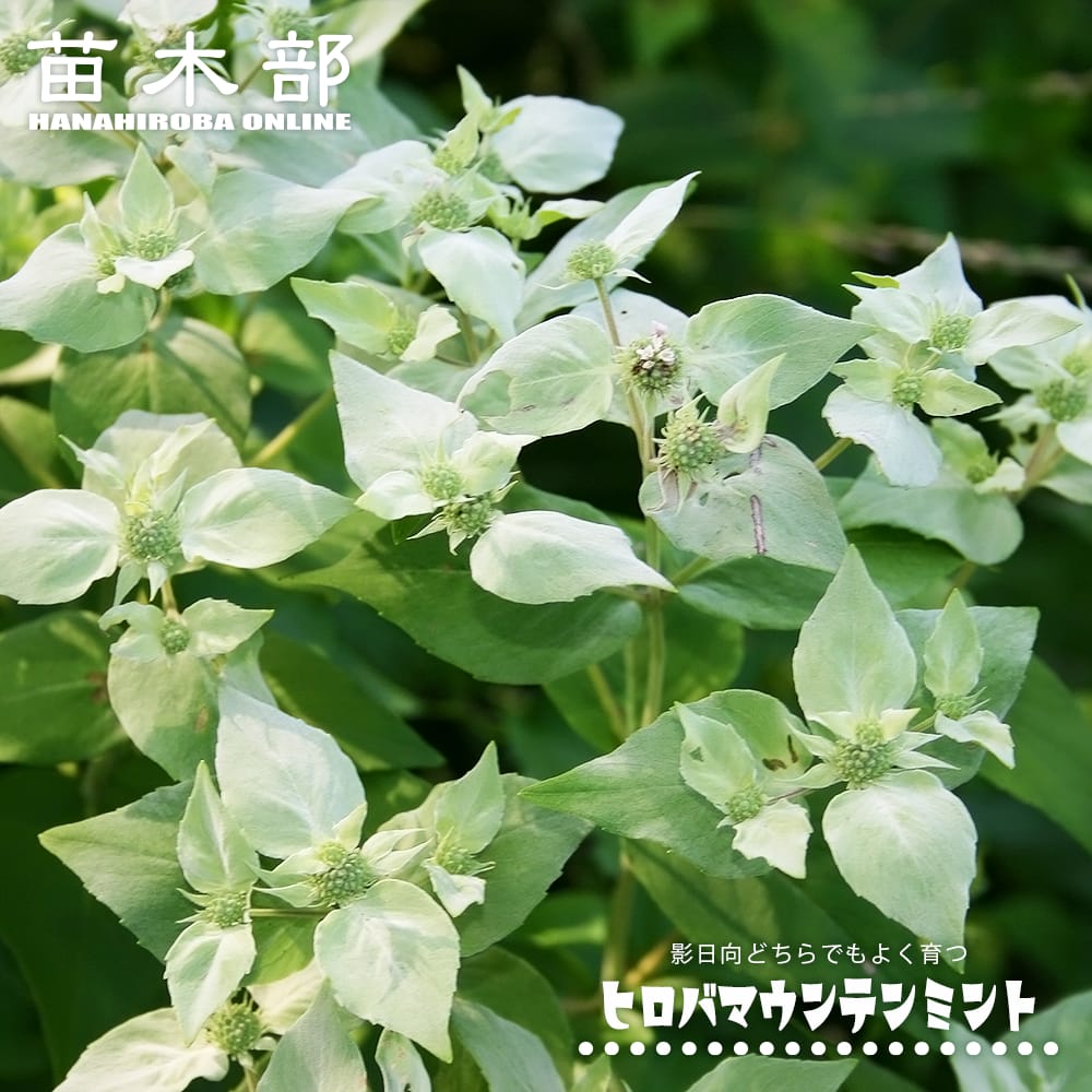 ミント 広葉マウンテンミント 