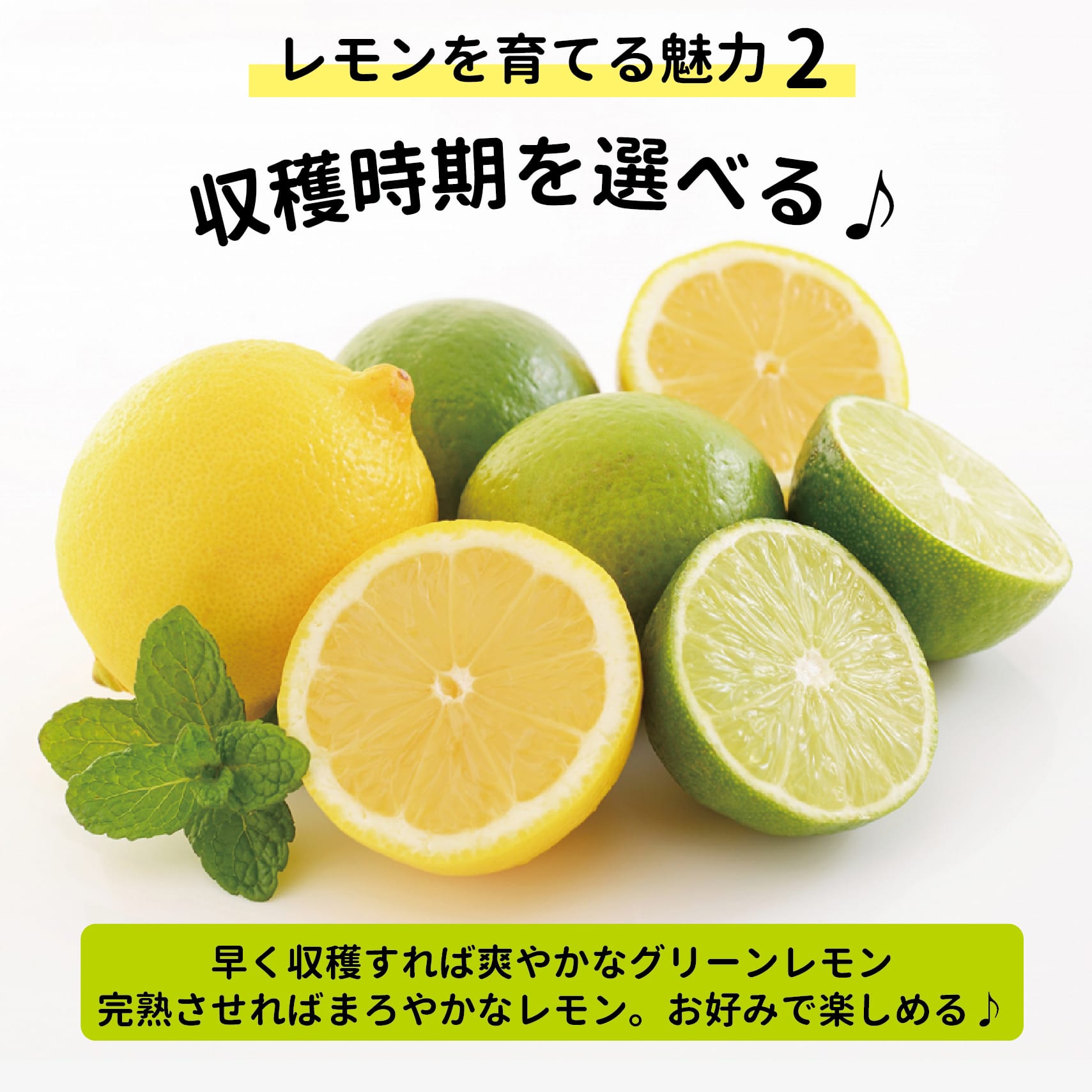 柑橘 レモン とげなしリスボンレモン 苗 鉢植え 苗木部 By 花ひろば
