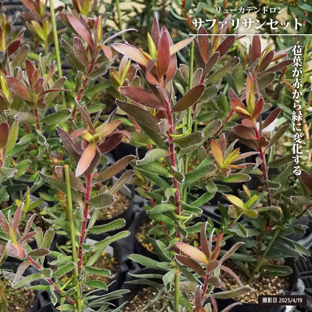 リューカデンドロン サファリサンセット 苗 販売 苗木部 By 花ひろば