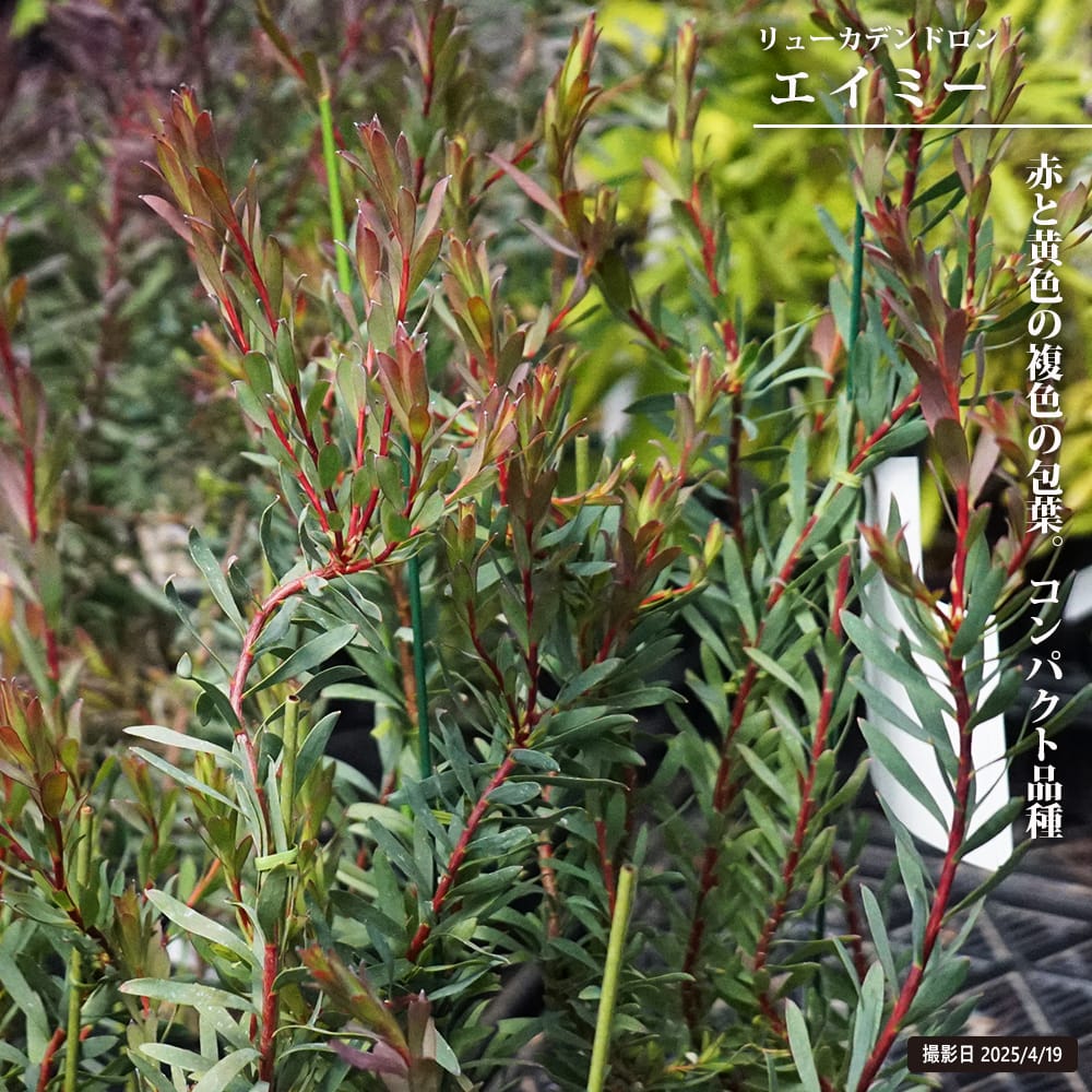 リューカデンドロン エイミー 苗 販売 苗木部 By 花ひろばオンライン
