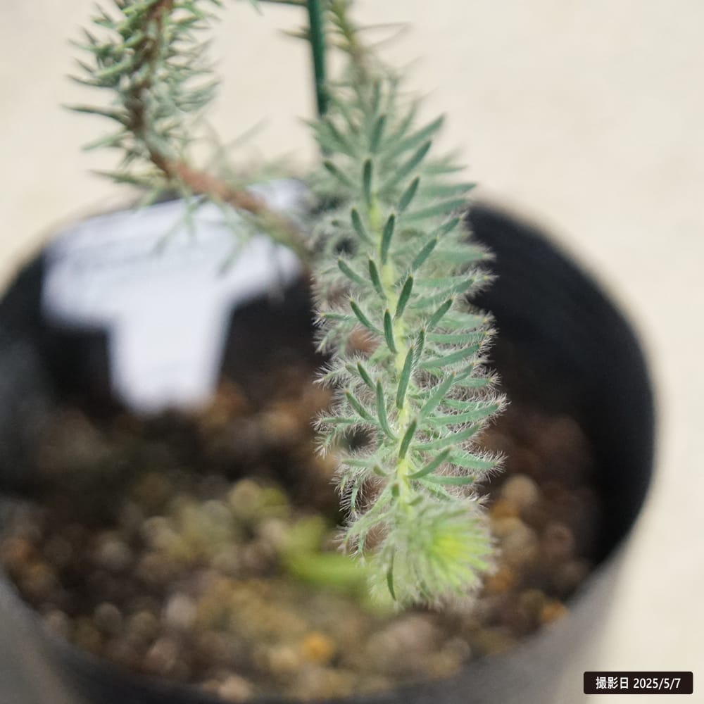 リューカデンドロン ゴールデンファイヤーワークス 1