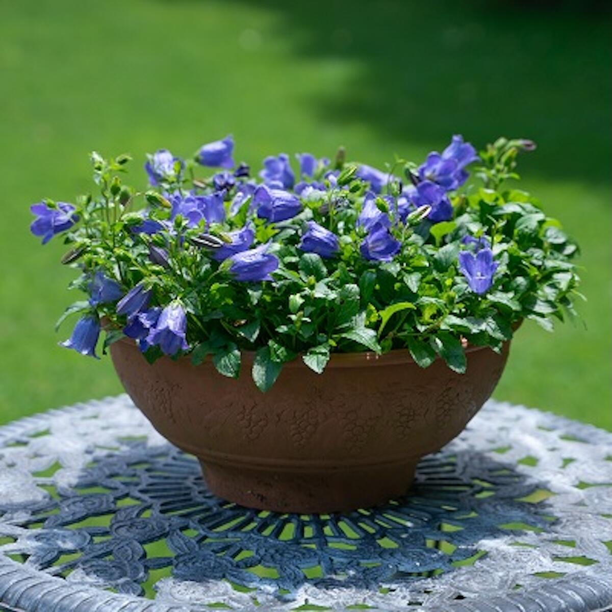 カンパニュラ マジェスティックブルー 4