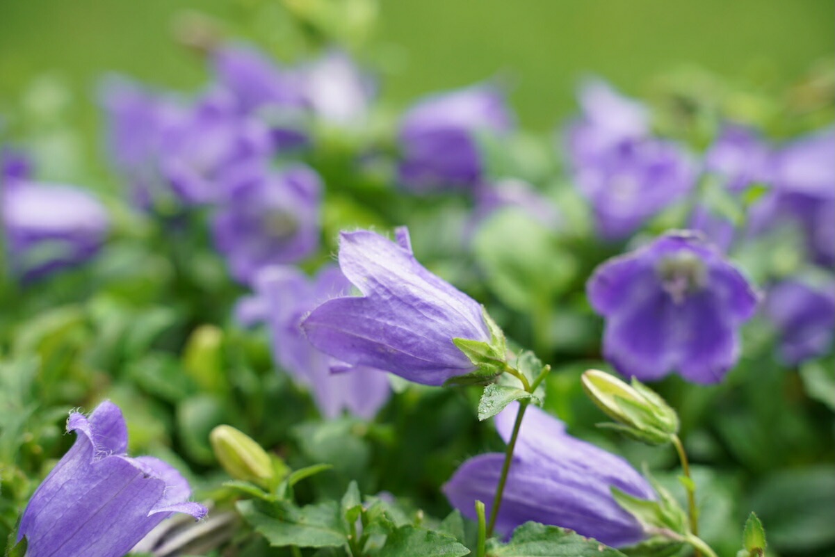 カンパニュラ マジェスティックブルー 6