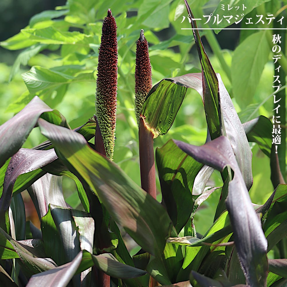 ミレット パープルマジェスティ 