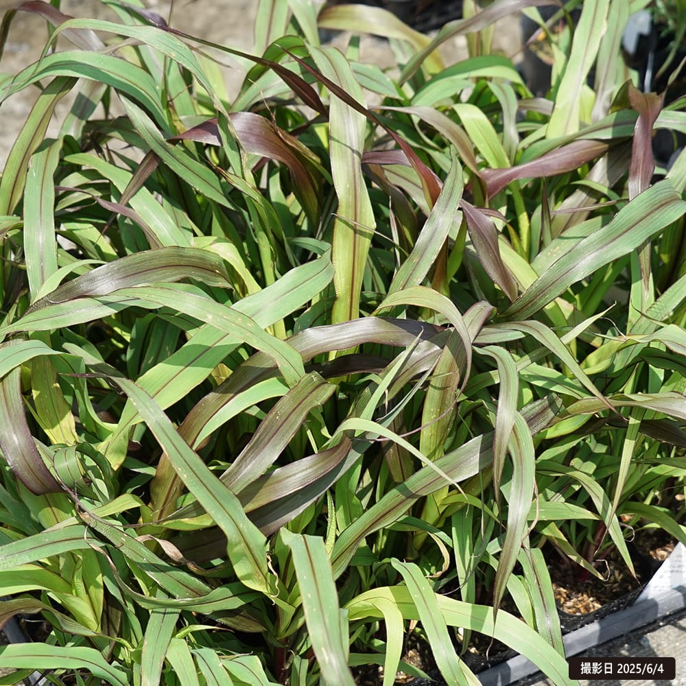 ミレット パープルマジェスティ 1