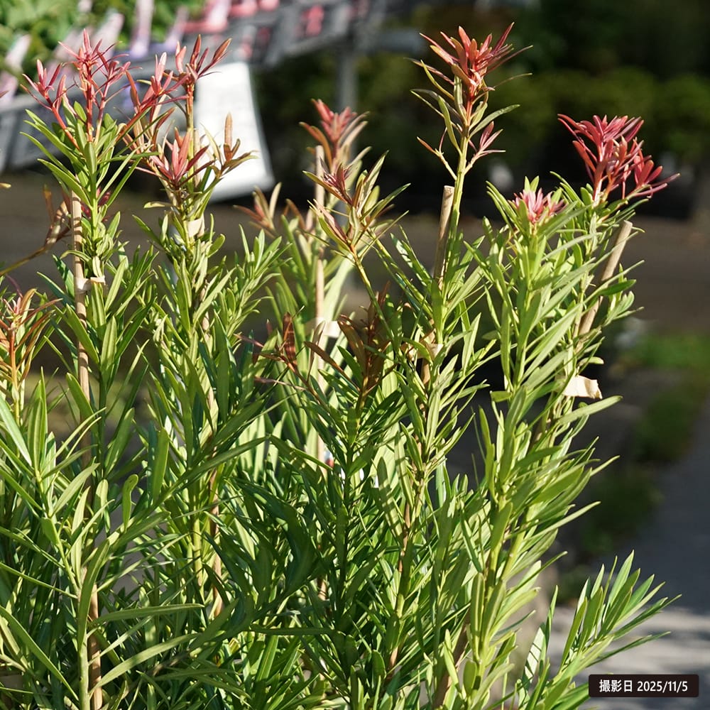 イヌマキ 匝瑳 1