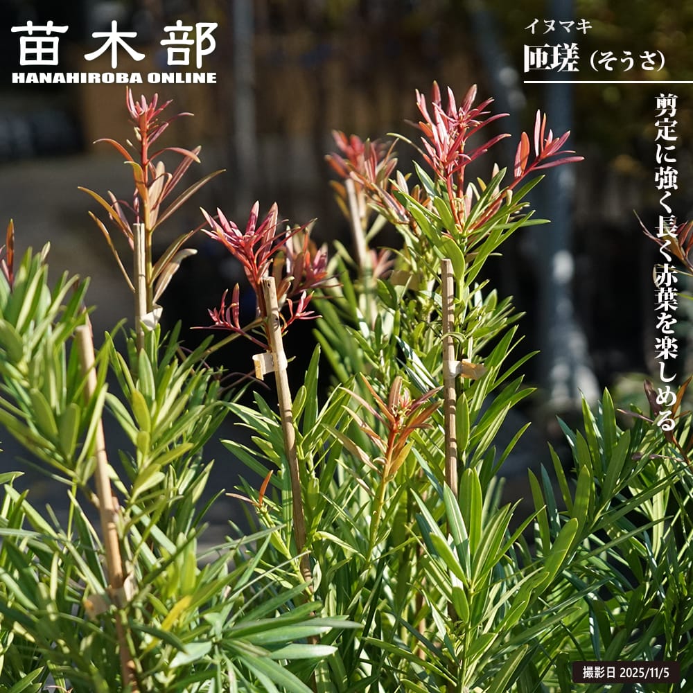 イヌマキ 匝瑳 1