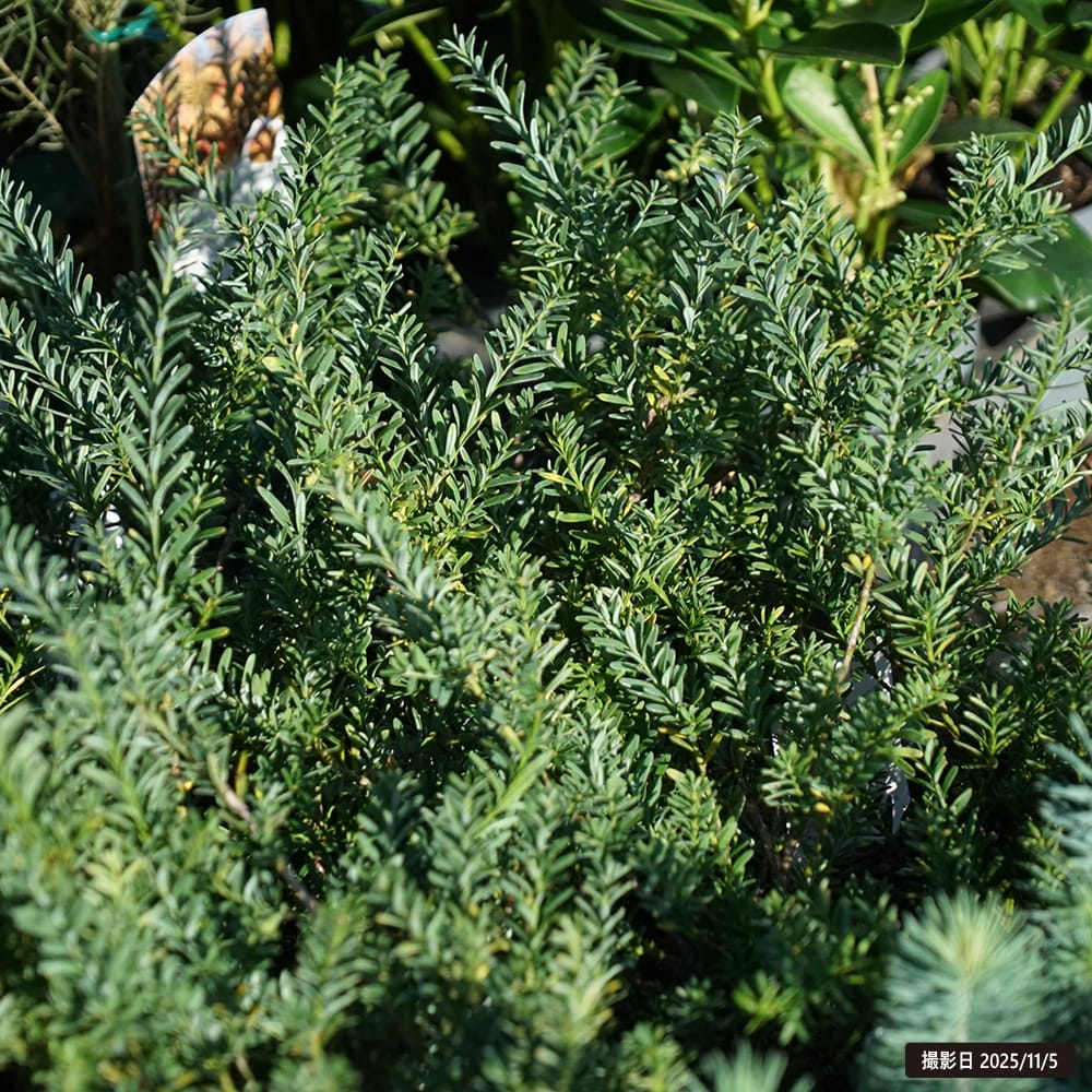 タスマニアマキ ブルージェム 2