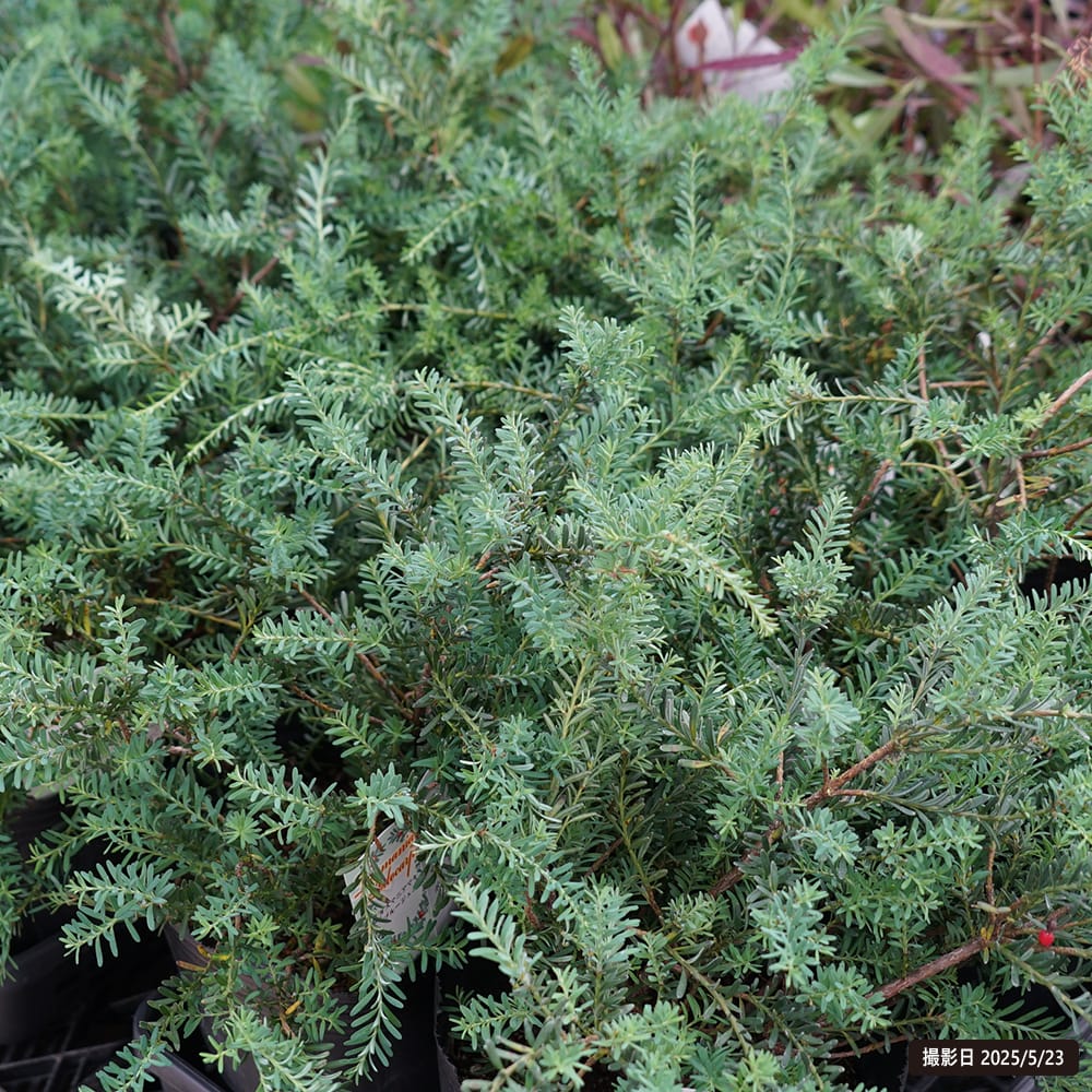 タスマニアマキ ブルージェム 1