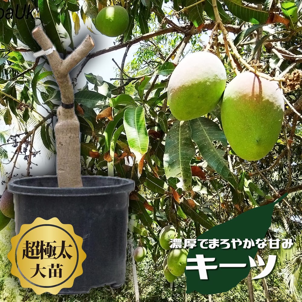 マンゴー キーツ 苗 通販 苗木部 By 花ひろばオンライン