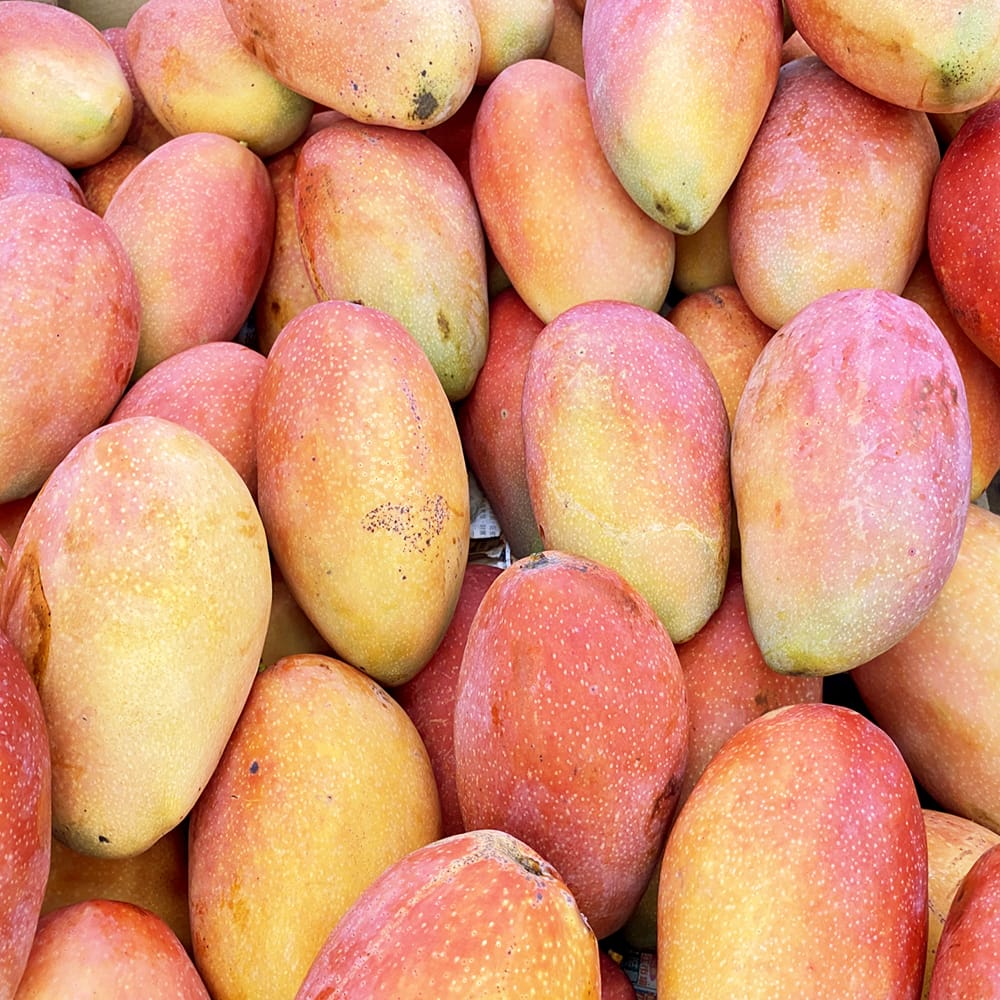 マンゴー 玉文 苗 販売 苗木部 By 花ひろばオンライン