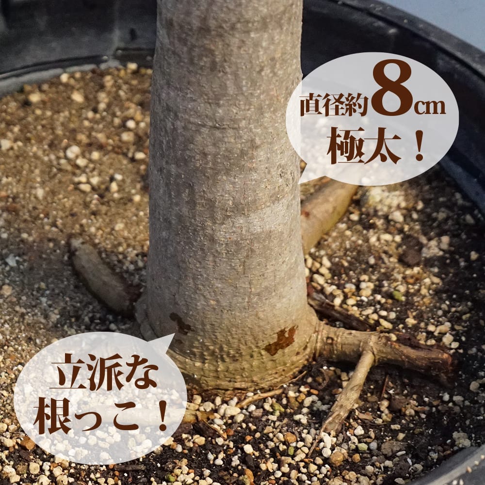 マンゴー 玉文 4