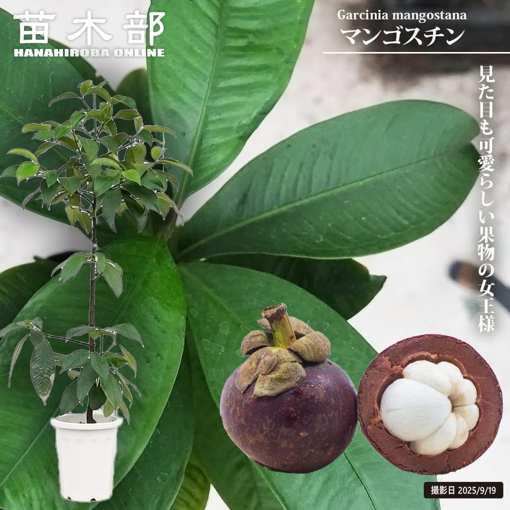 マンゴスチン 苗 通販 苗木部 By 花ひろばオンライン