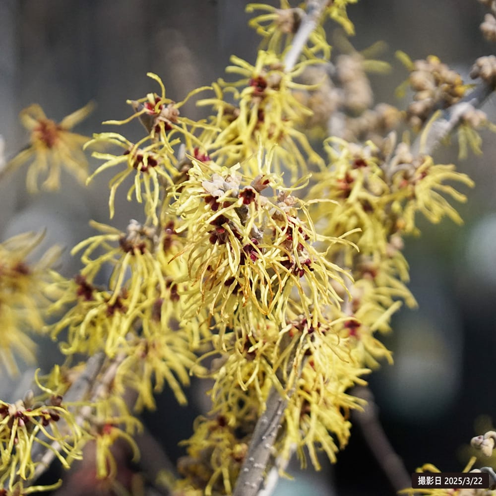 シナマンサク パリダ 2
