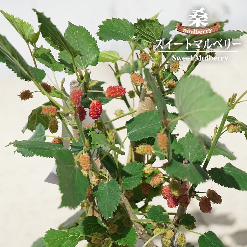 桑（マルベリー） スイートマルベリー 苗 販売 苗木部 By 花ひろば