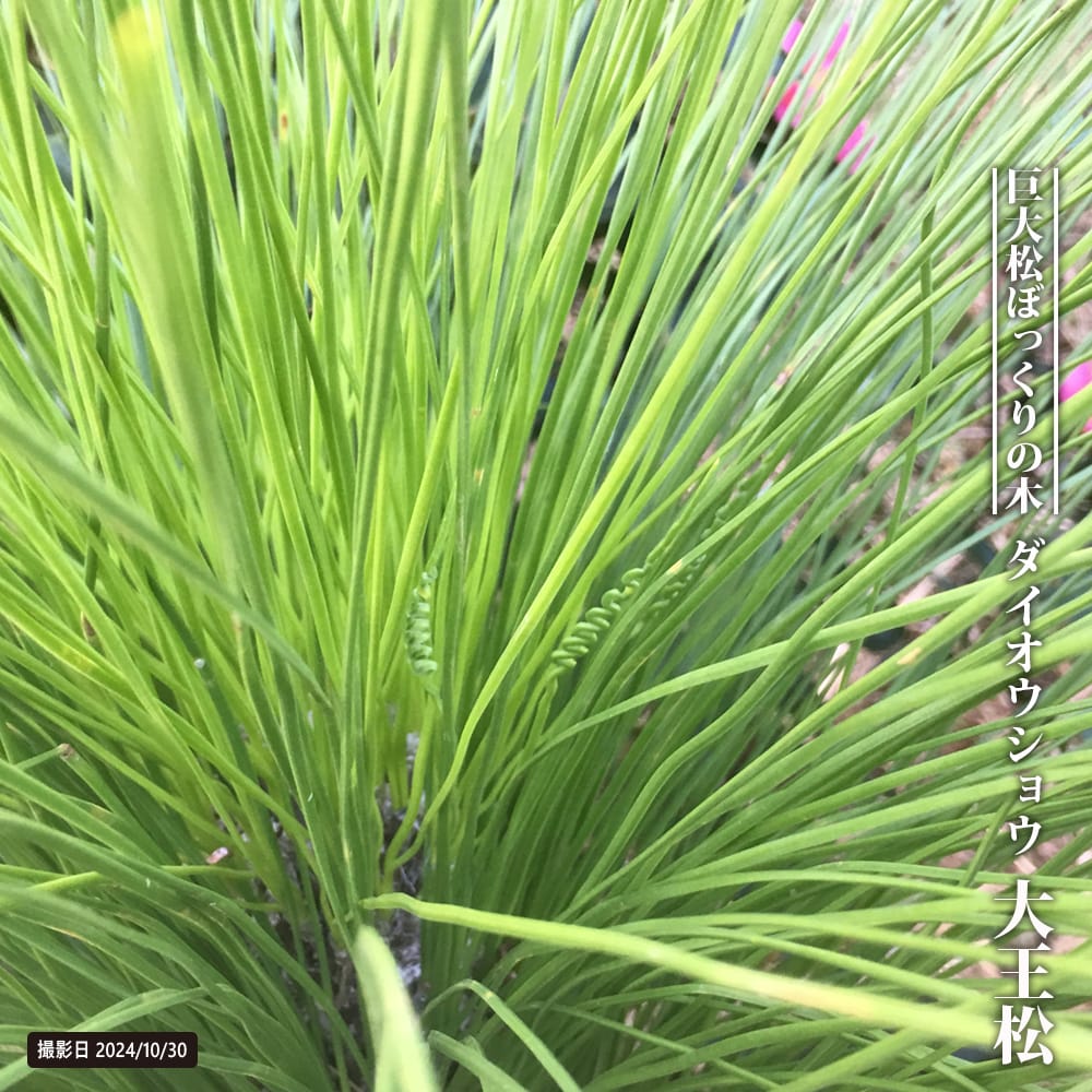 マツ  ダイオウショウ 