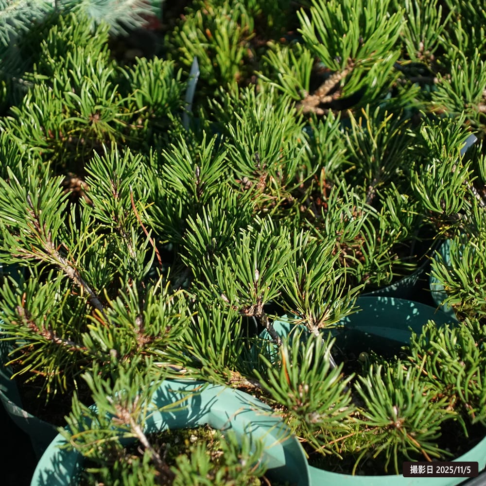 モンタナ松 苗 販売 苗木部 By 花ひろばオンライン