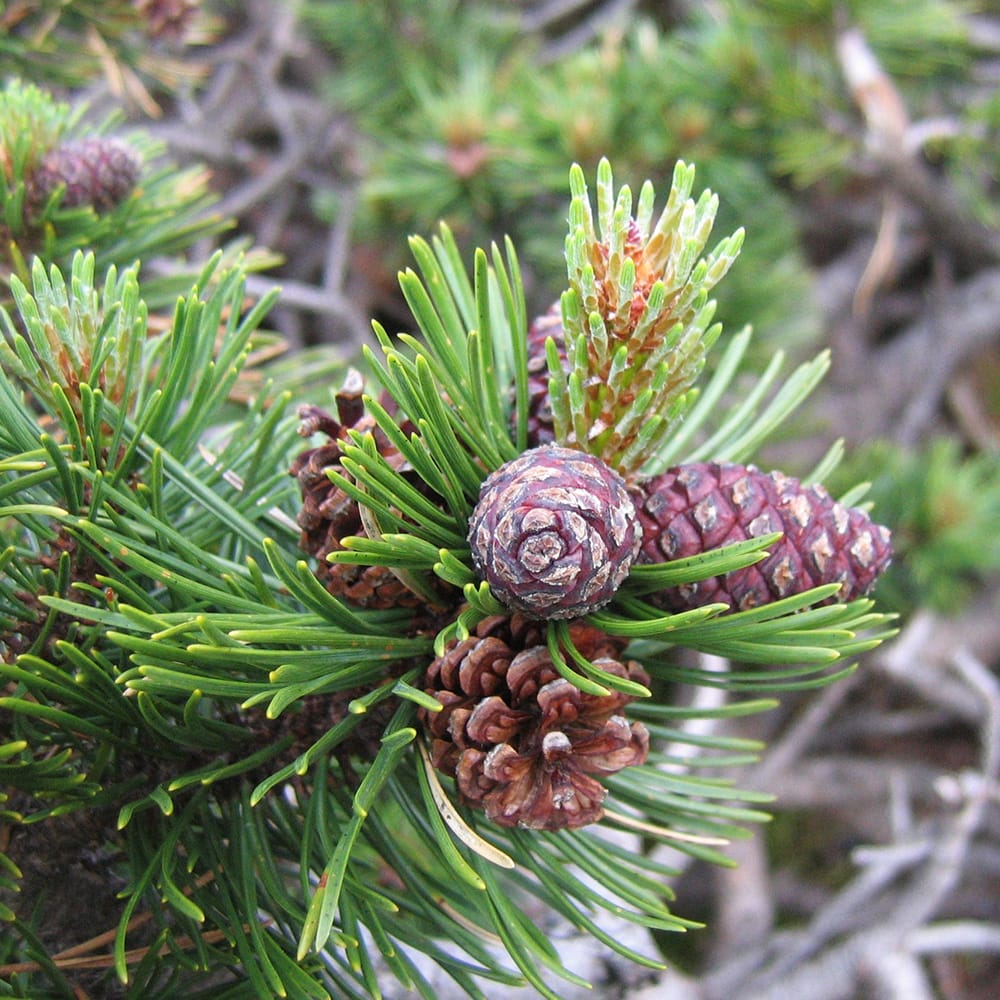 マツ モンタナ松 4