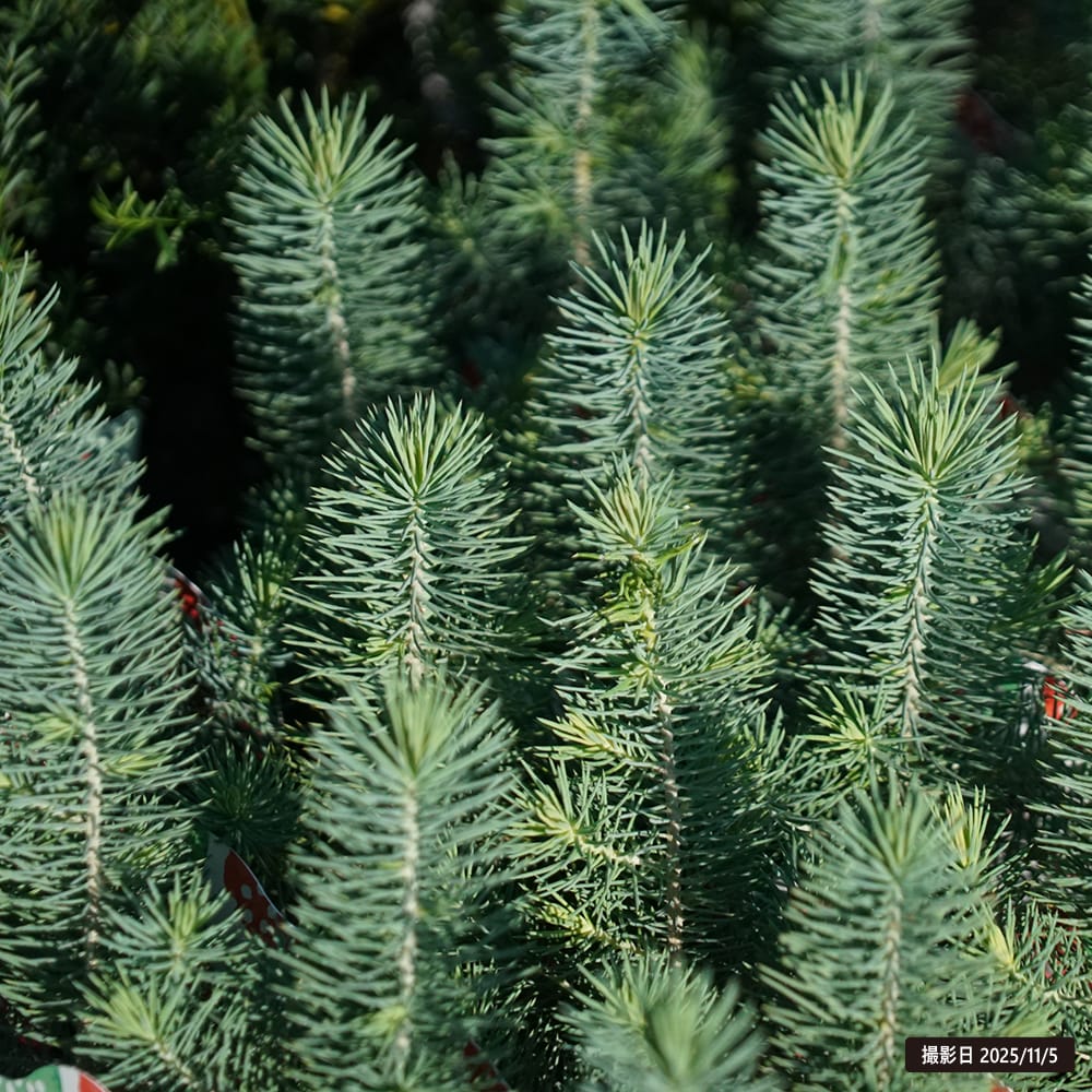 マツ イタリアカサマツ 1