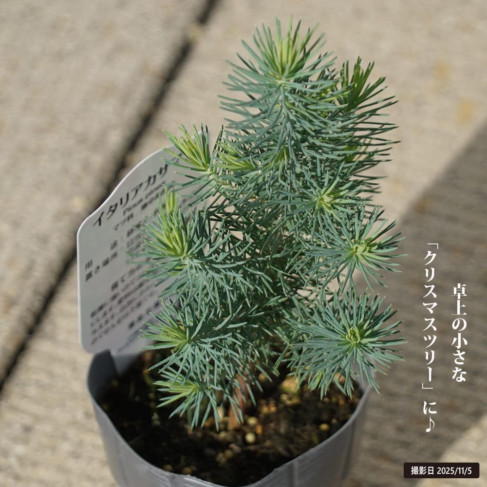 マツ イタリアカサマツ 2