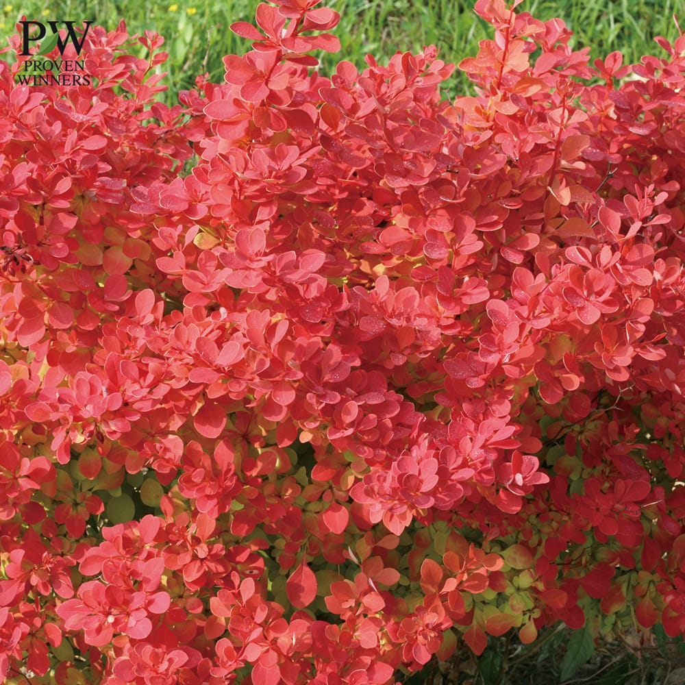 メギ サンジョイネオ 1