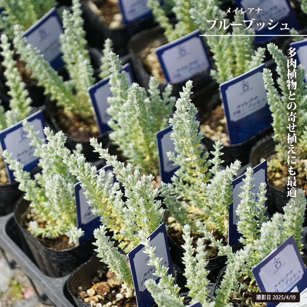 メイレアナ ブルーブッシュ 