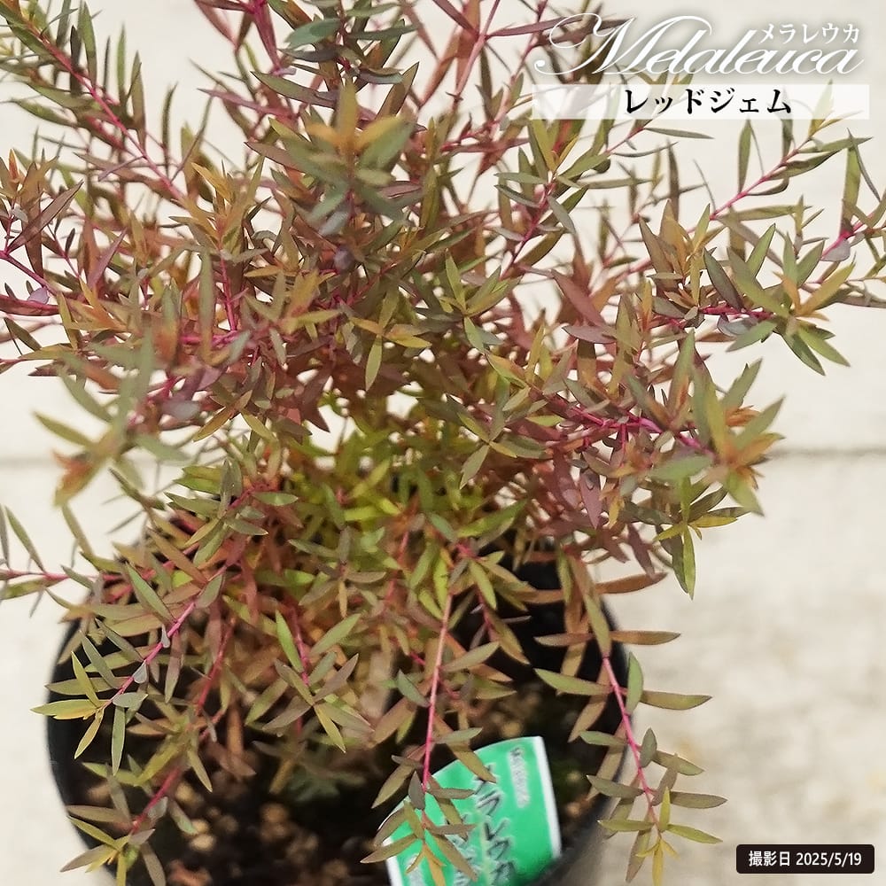 メラレウカ レッドジェム 苗 通販 苗木部 By 花ひろばオンライン