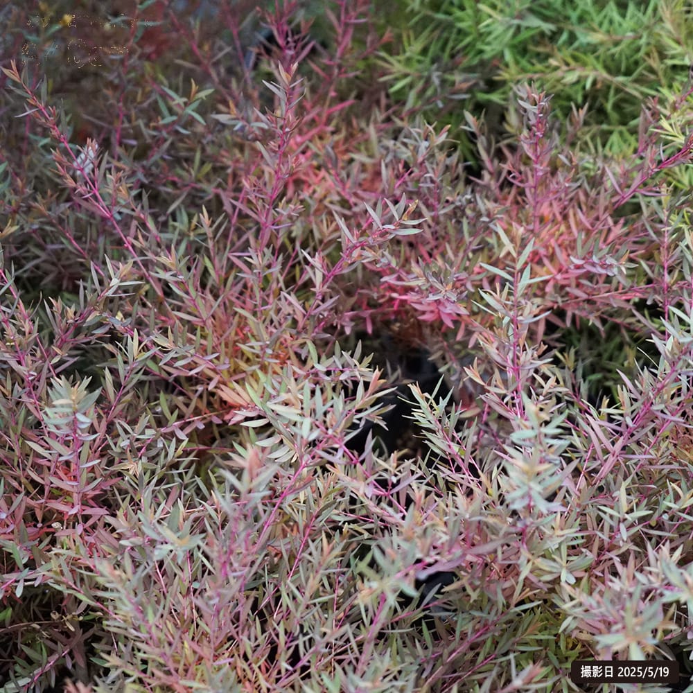 メラレウカ レッドジェム 2