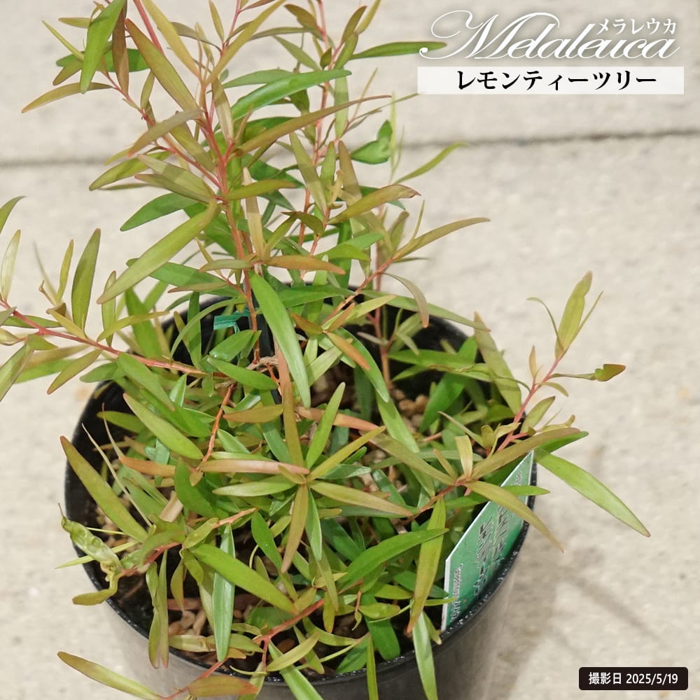 レプトスペルマム レモンティーツリー 