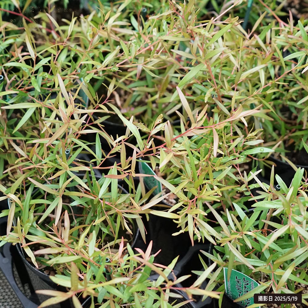 レプトスペルマム レモンティーツリー 1