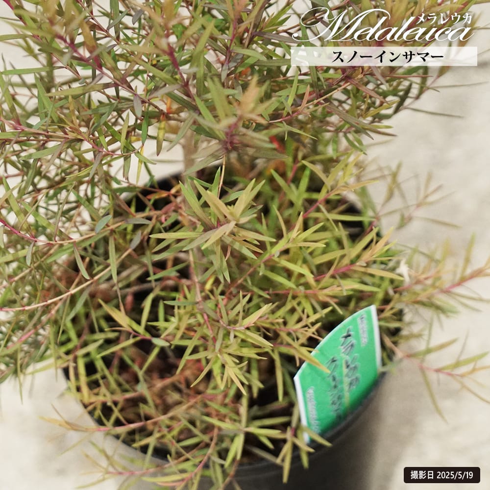 メラレウカ スノーインサマー 苗 通販 苗木部 By 花ひろばオンライン