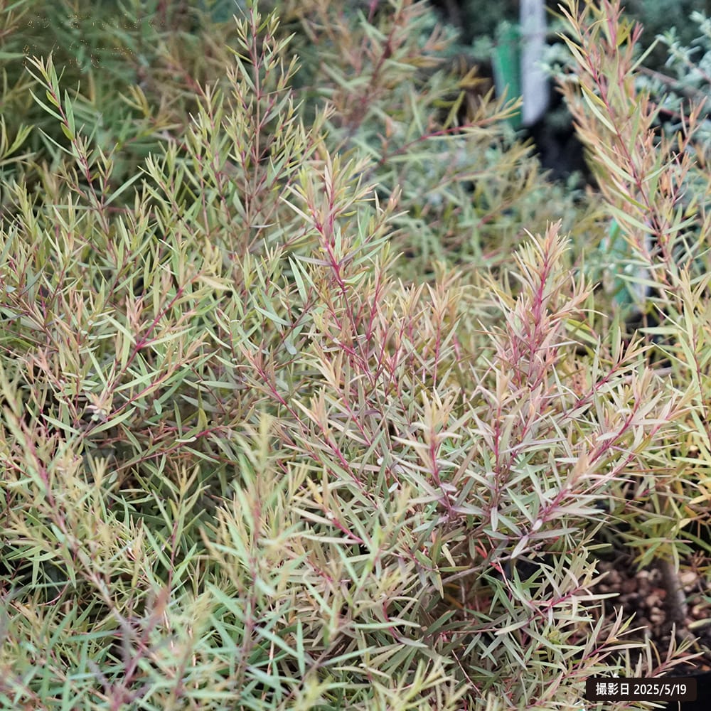 メラレウカ スノーインサマー 苗 通販 苗木部 By 花ひろばオンライン