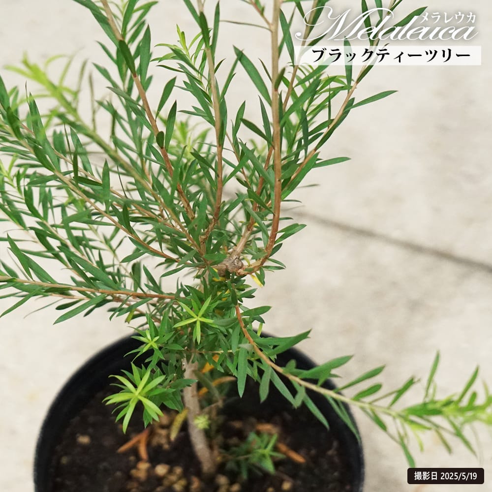 メラレウカ ブラックティーツリー 1
