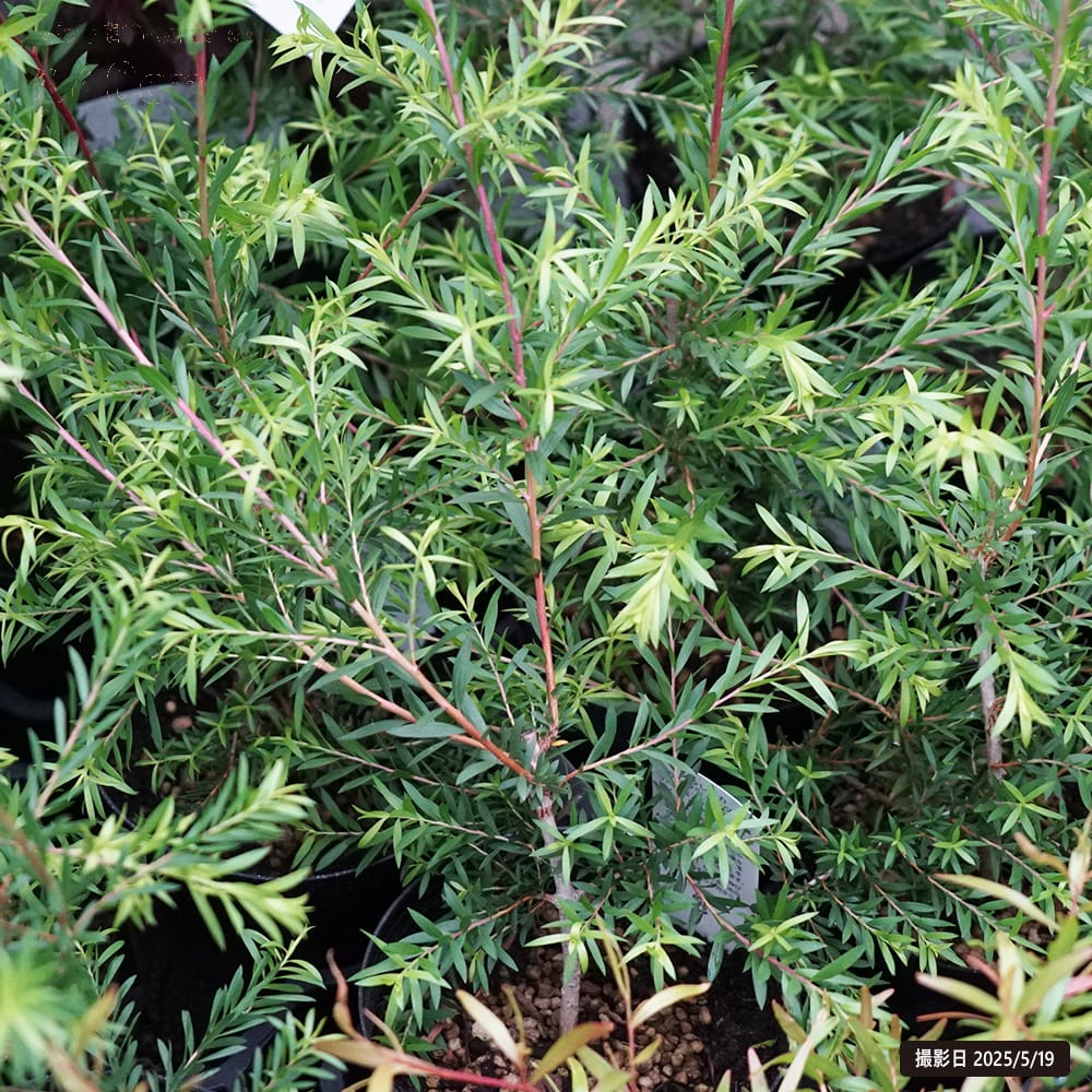 メラレウカ ブラックティーツリー 2