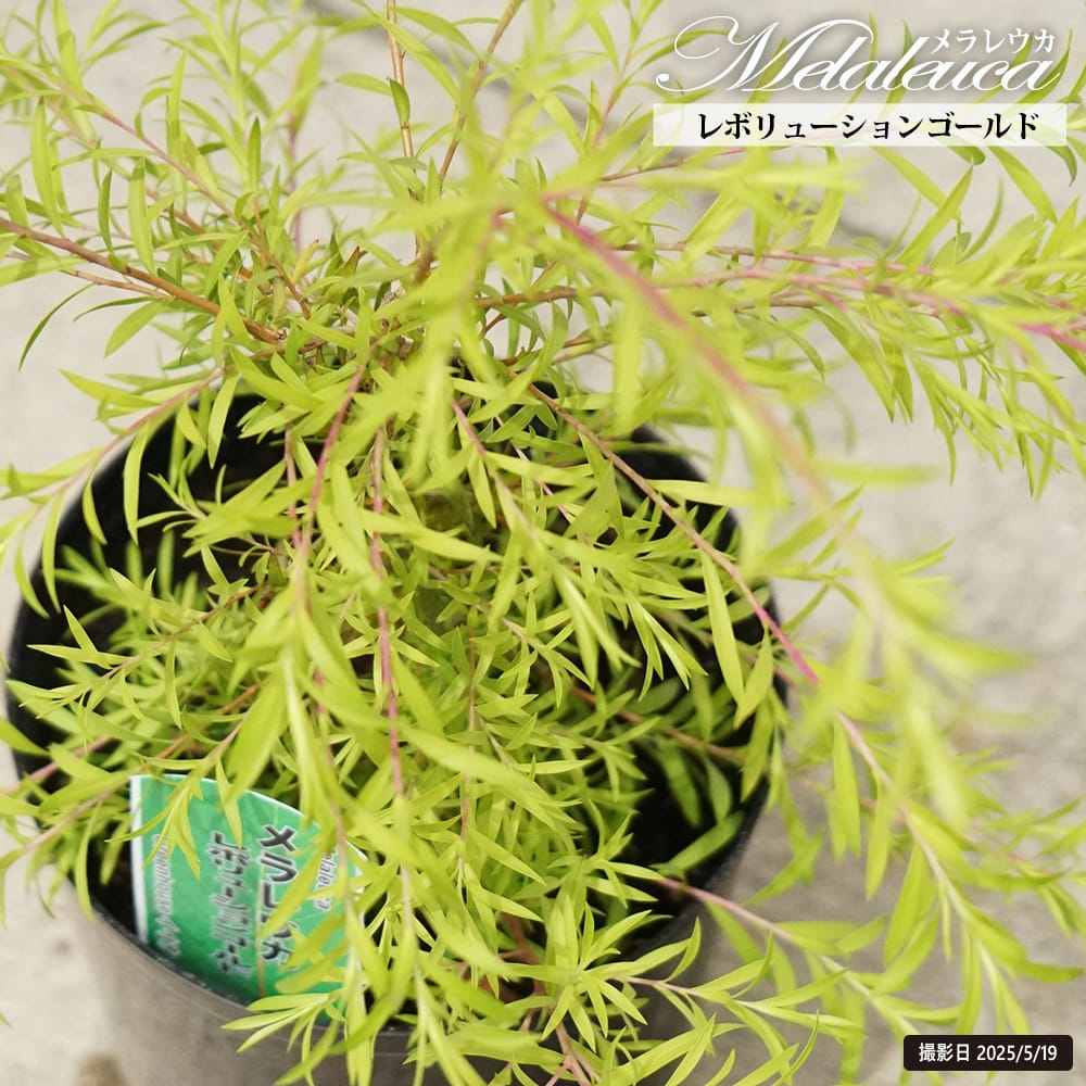メラレウカ レボリューションゴールド 苗 おすすめ 苗木部 By 花ひろば