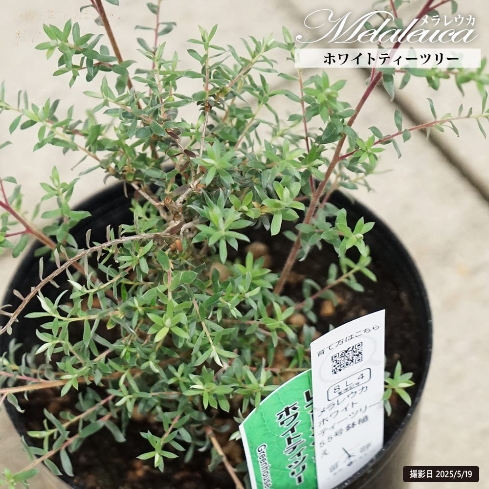 レプトスペルマム ホワイトティーツリー 