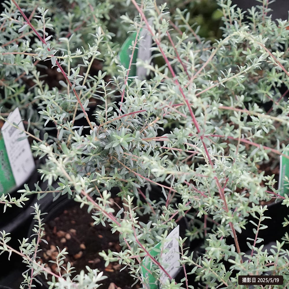 レプトスペルマム ホワイトティーツリー 1