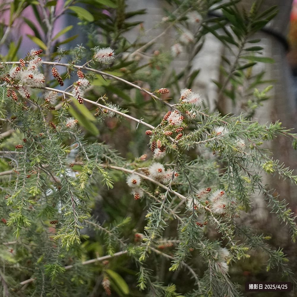 メラレウカ ハニーベルベット 1