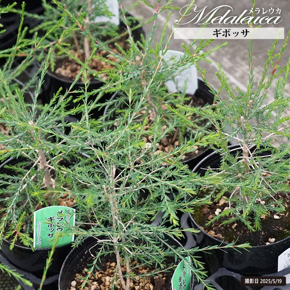 レプトスペルマム ホワイトティーツリー 