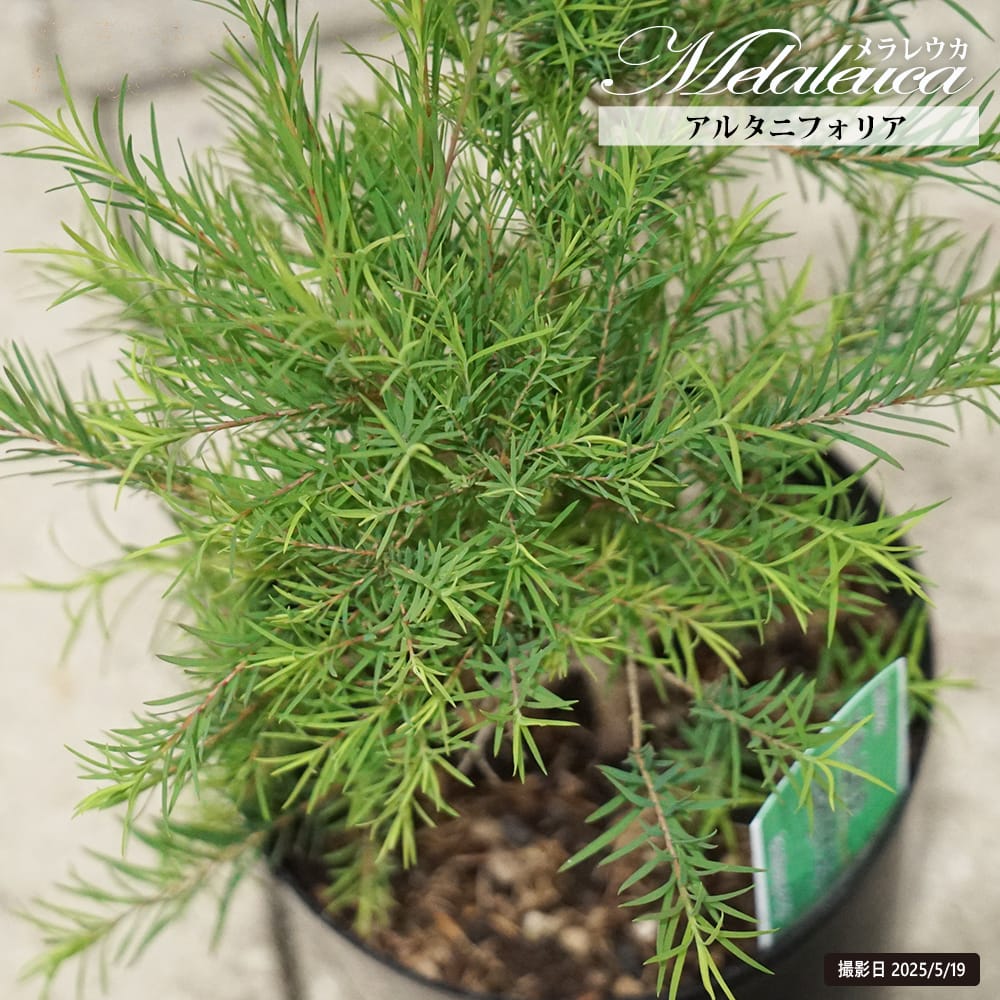 レプトスペルマム ホワイトティーツリー 