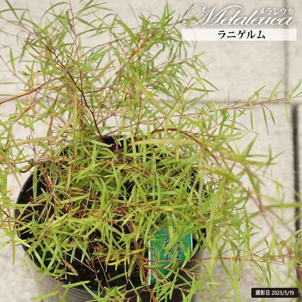 レプトスペルマム ラニゲルム 