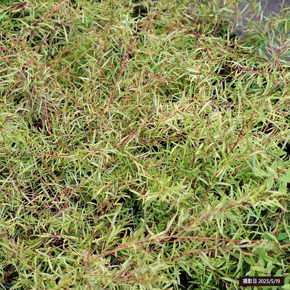 レプトスペルマム ラニゲルム 1