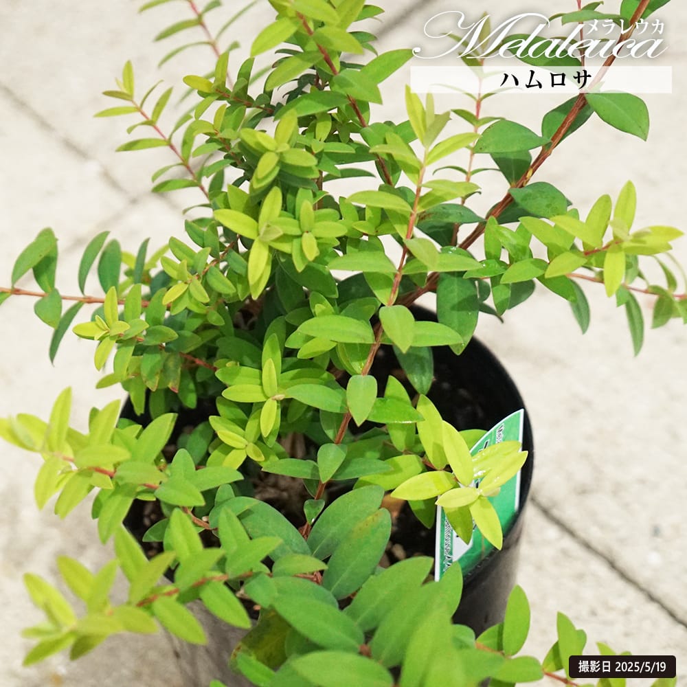 メラレウカ ハムロサ 