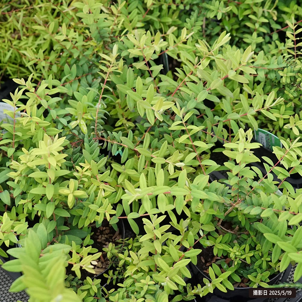 メラレウカ ハムロサ 3