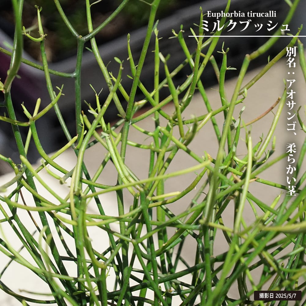 ミルクブッシュ ミルクブッシュ 