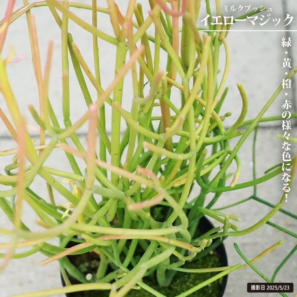 ミルクブッシュ イエローマジック 