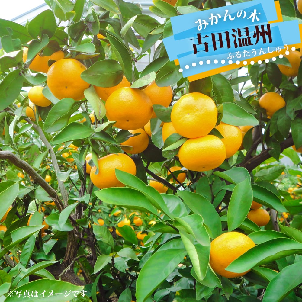 柑橘 日南の姫 