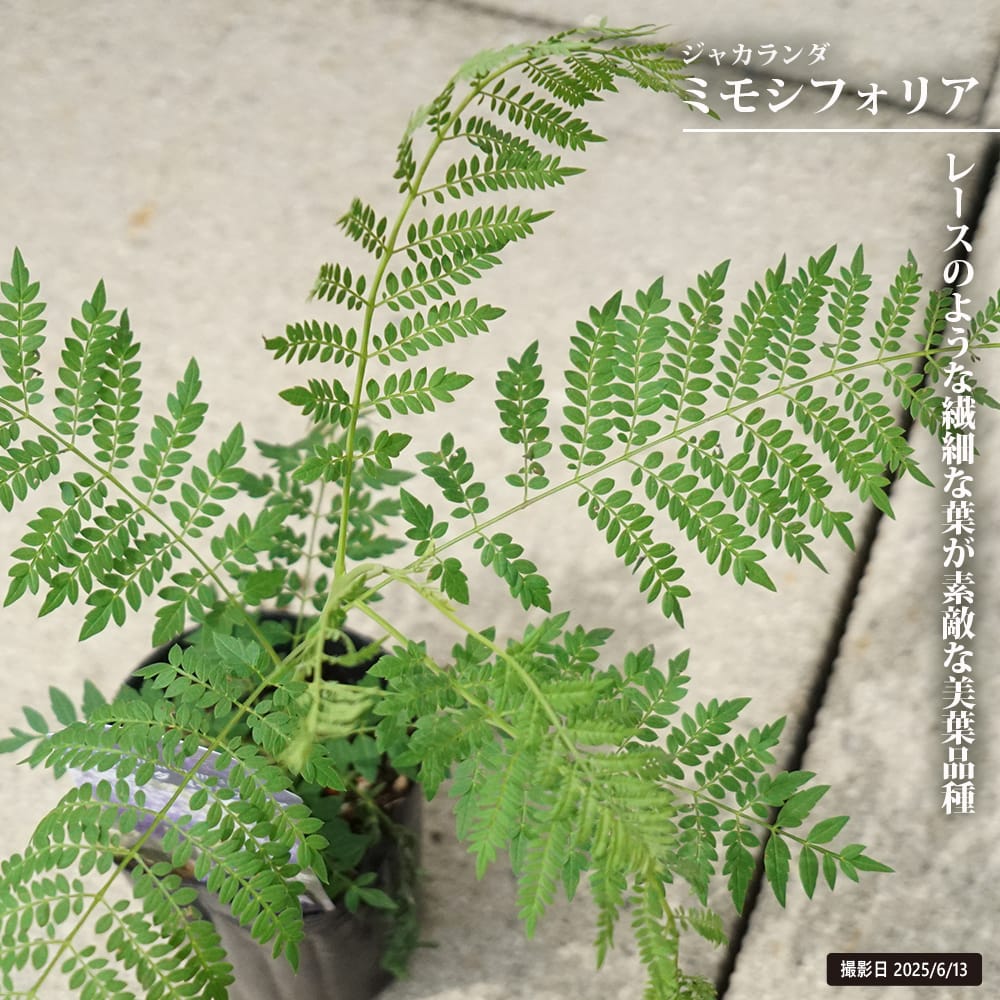 ジャカランダ ミモシフォリア 