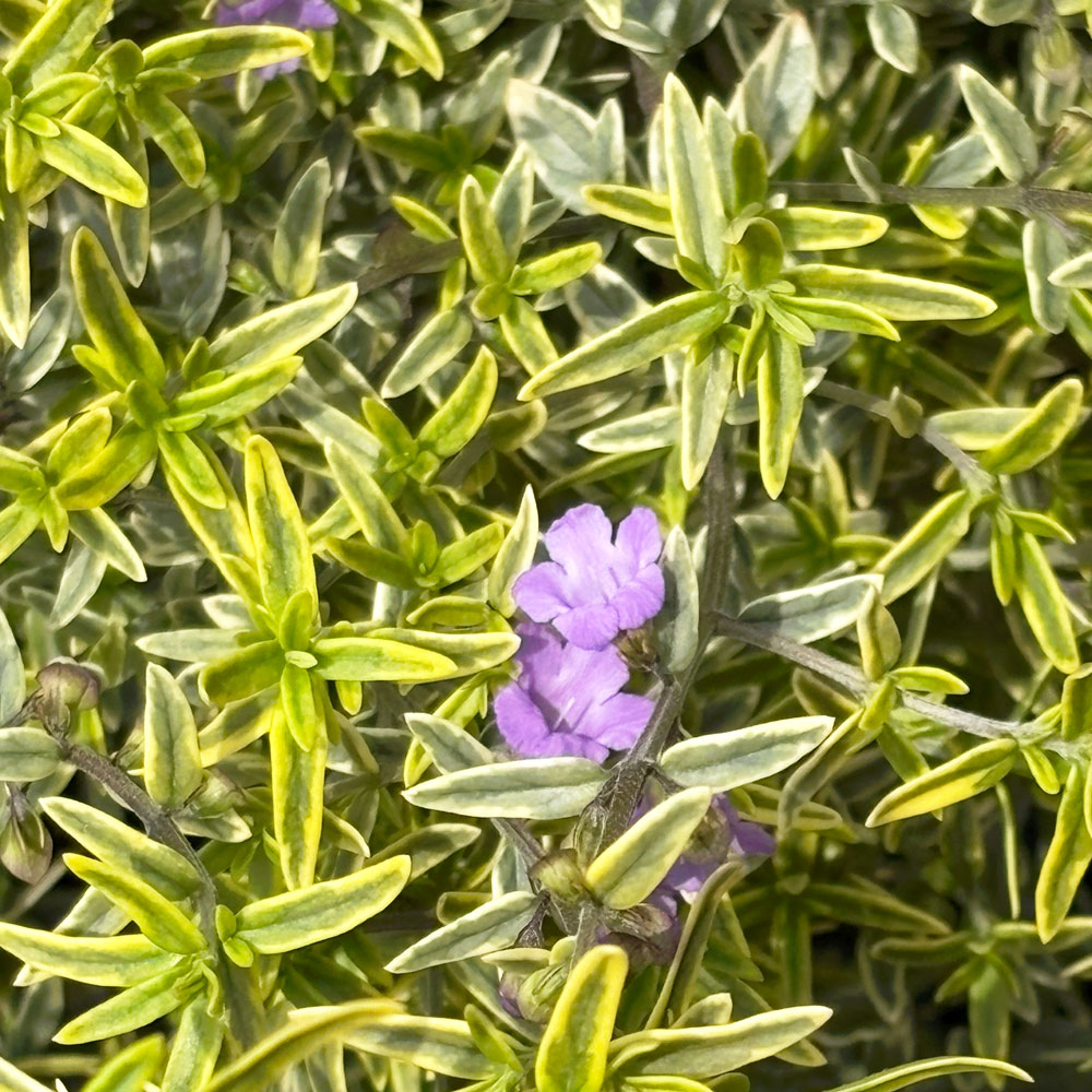 ミントブッシュ ミラクルスター 1